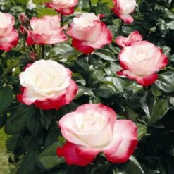 'Nostalgia' Hybrid Tea Rose -Green Glory Outlet Store Nostalgie 4