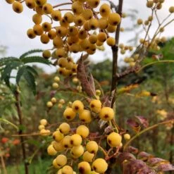 Joseph Rock Rowan Tree | Sorbus -Green Glory Outlet Store ORN0003 1