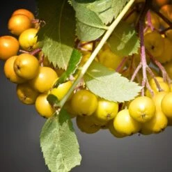 Joseph Rock Rowan Tree | Sorbus -Green Glory Outlet Store ORN0003 4