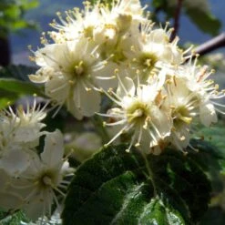 Whitebeam Tree | Sorbus Aria 'Lutescens' -Green Glory Outlet Store ORN0012 2