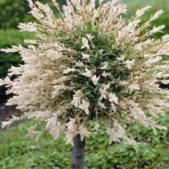 Flamingo Willow Tree | Salix Integra Hakuro Nishiki -Green Glory Outlet Store ORN0014 1 1