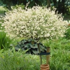 Flamingo Willow Tree | Salix Integra Hakuro Nishiki -Green Glory Outlet Store ORN0014 3