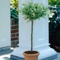 Flamingo Willow Tree | Salix Integra Hakuro Nishiki -Green Glory Outlet Store ORN0014 4