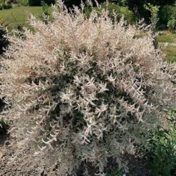 Flamingo Willow Tree | Salix Integra Hakuro Nishiki -Green Glory Outlet Store ORN0014 5