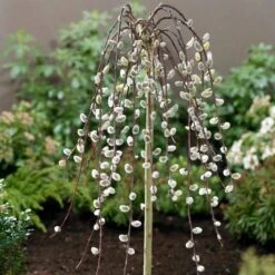 Kilmarnock Dwarf Weeping Willow Tree | Salix Caprea -Green Glory Outlet Store ORN0017 2