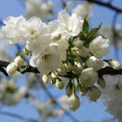 Weeping Yoshino Cherry Blossom Tree | Prunus Yedoensis -Green Glory Outlet Store ORN0027 3