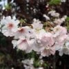 Pink Winter Flowering Cherry Tree | Prunus X Subhirtella 'Autumnalis Rosea'