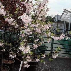 Pink Winter Flowering Cherry Tree | Prunus X Subhirtella 'Autumnalis Rosea' -Green Glory Outlet Store ORN0030 2