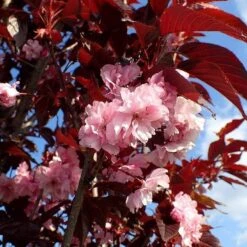 Purple Leaf Cherry Blossom Tree | Prunus Serrulata 'Royal Burgundy' -Green Glory Outlet Store ORN0032 1