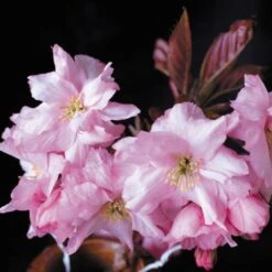 Purple Leaf Cherry Blossom Tree | Prunus Serrulata 'Royal Burgundy' -Green Glory Outlet Store ORN0032 2