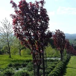 Purple Leaf Cherry Blossom Tree | Prunus Serrulata 'Royal Burgundy' -Green Glory Outlet Store ORN0032 4