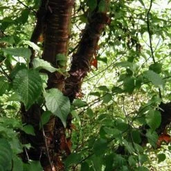 Multi Stem Tibetan Cherry Tree | Prunus Serrula -Green Glory Outlet Store ORN0034 4 457f60d6 746c 4a68 a6a8 5139ee4b2b53