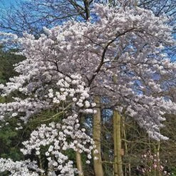 Great White Cherry Blossom Tree | Prunus 'Tai-Haku' -Green Glory Outlet Store ORN0049 4
