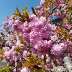 Cheal's Weeping Cherry Blossom Tree | Prunus Kiku Shidare Zakura -Green Glory Outlet Store ORN0058 4