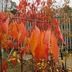 Cheal's Weeping Cherry Blossom Tree | Prunus Kiku Shidare Zakura -Green Glory Outlet Store ORN0058 6