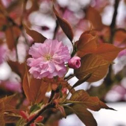 Japanese Cherry Blossom Tree | Prunus Serrulata 'Kanzan' -Green Glory Outlet Store ORN0060 1