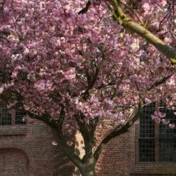 Japanese Cherry Blossom Tree | Prunus Serrulata 'Kanzan' -Green Glory Outlet Store ORN0060 2