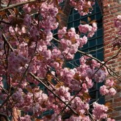 Japanese Cherry Blossom Tree | Prunus Serrulata 'Kanzan' -Green Glory Outlet Store ORN0060 3