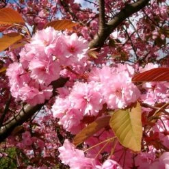 Japanese Cherry Blossom Tree | Prunus Serrulata 'Kanzan' -Green Glory Outlet Store ORN0060 4