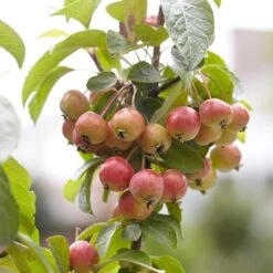 Japanese Crabapple Tree | Malus Floribunda -Green Glory Outlet Store ORN0074 3