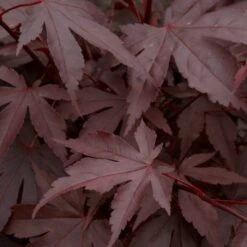 Red Japanese Maple Tree | Acer Palmatum 'Fireglow' -Green Glory Outlet Store ORN0198 3