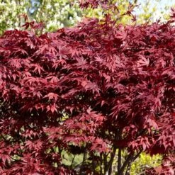 Red Japanese Maple Tree | Acer Palmatum 'Fireglow' -Green Glory Outlet Store ORN0198 4