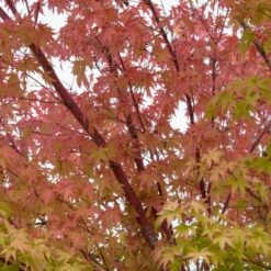 Coral Bark Japanese Maple Tree | Acer Palmatum 'Sangokaku' -Green Glory Outlet Store ORN0204 4