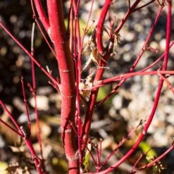 Coral Bark Japanese Maple Tree | Acer Palmatum 'Sangokaku' -Green Glory Outlet Store ORN0204 6