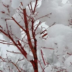 Coral Bark Japanese Maple Tree | Acer Palmatum 'Sangokaku' -Green Glory Outlet Store ORN0204 8