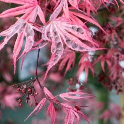 Variegated Japanese Maple Tree | Acer Palmatum 'Shirazz' -Green Glory Outlet Store ORN0206 4
