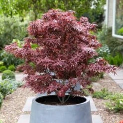 Purple Japanese Maple Tree | Acer Palmatum 'Atropurpureum' -Green Glory Outlet Store ORN0207 3