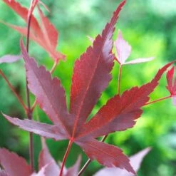Purple Japanese Maple Tree | Acer Palmatum 'Atropurpureum' -Green Glory Outlet Store ORN0207 5
