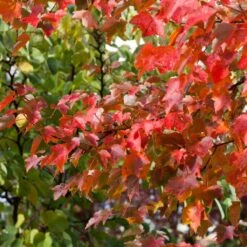 Canadian Red Maple Tree | Acer Rubrum 'Fairview Flame' -Green Glory Outlet Store ORN0213 3
