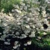 White Weeping Cherry Blossom Tree | Prunus Yedoensis 'Shidare Yoshino'
