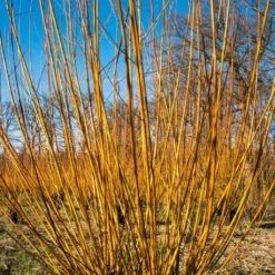 Scarlet Willow Tree | Salix Alba 'Chermesina' -Green Glory Outlet Store ORN0258 3