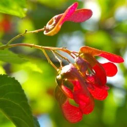 Tatarian Maple | Acer Tataricum 'Hotwings' -Green Glory Outlet Store ORN0278 4 2885856e bb9a 4ef8 962b 93b0ddd73361