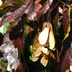 Tatarian Maple | Acer Tataricum 'Hotwings' -Green Glory Outlet Store ORN0278 5 2f77771d bb4c 4416 bbc0 dc387bce8adc