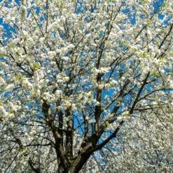 UK Native Wildlife-Friendly Cherry Blossom Tree | Prunus Avium 7 UK Native Wildlife-Friendly Cherry Blossom Tree | Prunus Avium -Green Glory Outlet Store ORN0312 2