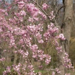 Pink Weeping Winter Flowering Cherry Tree | Prunus Subhirtella 'Pendula Rosea' -Green Glory Outlet Store ORN0352 3