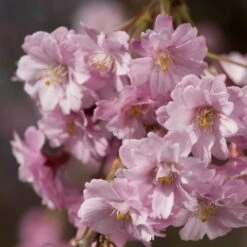 Pink Weeping Winter Flowering Cherry Tree | Prunus Subhirtella 'Pendula Rosea' -Green Glory Outlet Store ORN0352 4