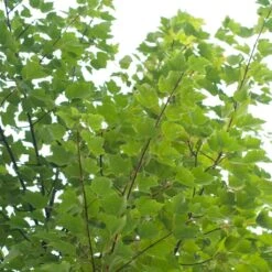 Canadian Red Maple Tree | Acer Rubrum 'Red Pointe' -Green Glory Outlet Store ORN0385 4 7afe9936 2048 4b99 a359 2f747dcfb264