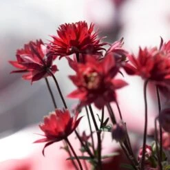 Aquilegia 'Bordeaux Barlow' -Green Glory Outlet Store PB0026 3