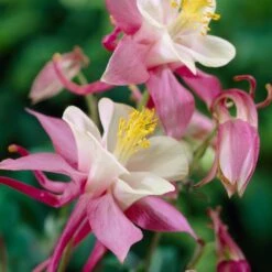 Aquilegia Spring Magic Collection -Green Glory Outlet Store PB0032 1 afcf0cd6 ce97 4324 9435 9a2f658b7a55