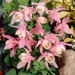 Aquilegia 'Spring Magic Rose & White' -Green Glory Outlet Store PB0032 3