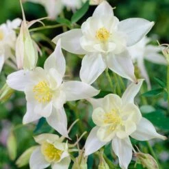 Aquilegia Spring Magic Collection -Green Glory Outlet Store PB0034 1 e73c1e9b 8fd4 4fd7 baca 7854772b1df3