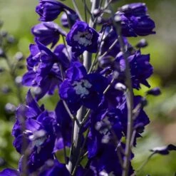 Delphinium Camelot Collection -Green Glory Outlet Store PB0105 1 8c5b11e4 4bcd 4392 aef5 647e50e7f705