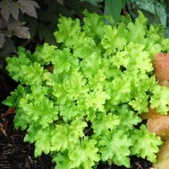Heuchera 'Lime Marmalade' -Green Glory Outlet Store PB0190 2
