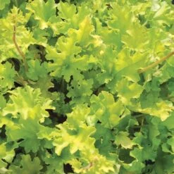 Heuchera 'Lime Marmalade' -Green Glory Outlet Store PB0190 3