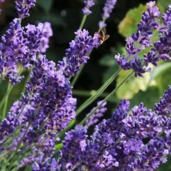 Lavender 'Hidcote Improved' -Green Glory Outlet Store PB0206 2