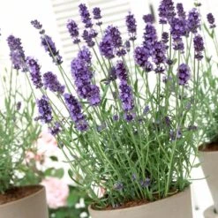 Lavender 'Hidcote Improved' -Green Glory Outlet Store PB0206 3